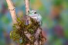USA, Washington State, Sammamish. Mexican leaf frog Art Print